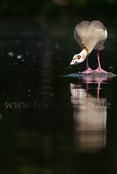 Nilgans (Alopochen aegyptiacus)