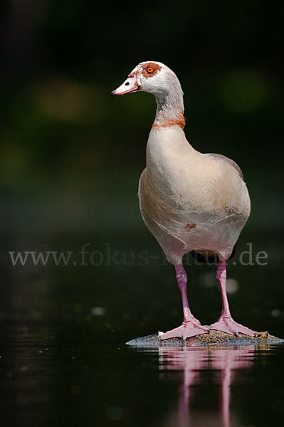 Nilgans (Alopochen aegyptiacus)