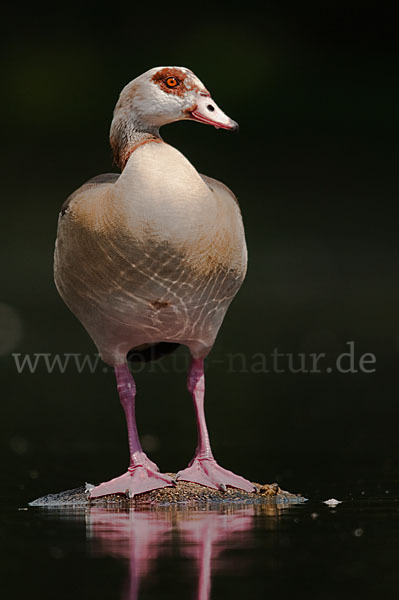 Nilgans (Alopochen aegyptiacus)