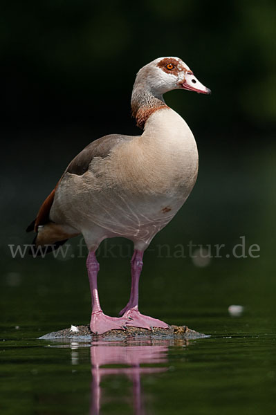 Nilgans (Alopochen aegyptiacus)