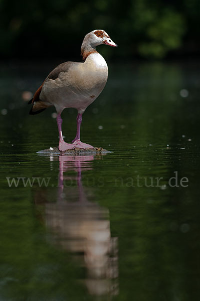 Nilgans (Alopochen aegyptiacus)