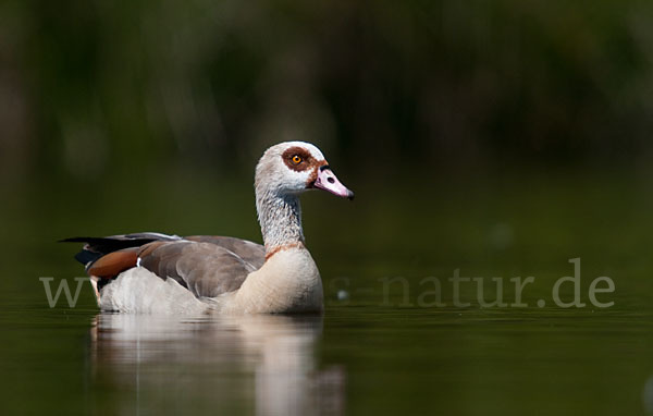 Nilgans (Alopochen aegyptiacus)