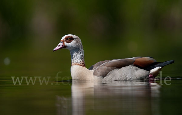 Nilgans (Alopochen aegyptiacus)