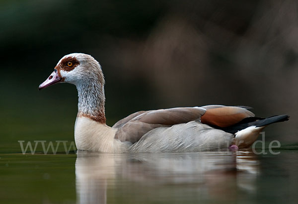 Nilgans (Alopochen aegyptiacus)