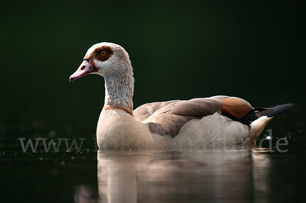 Nilgans (Alopochen aegyptiacus)