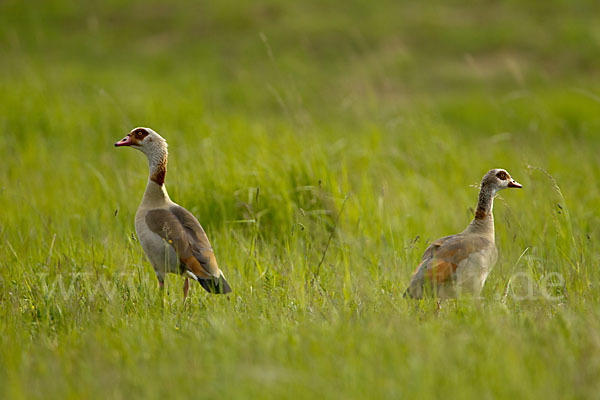 Nilgans (Alopochen aegyptiacus)