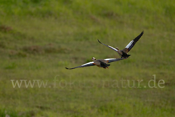 Nilgans (Alopochen aegyptiacus)