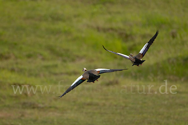 Nilgans (Alopochen aegyptiacus)