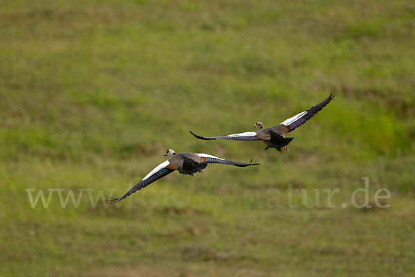 Nilgans (Alopochen aegyptiacus)