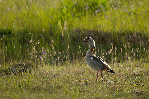 Nilgans (Alopochen aegyptiacus)