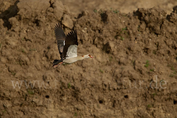 Nilgans (Alopochen aegyptiacus)