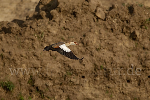 Nilgans (Alopochen aegyptiacus)