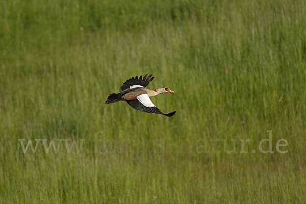 Nilgans (Alopochen aegyptiacus)