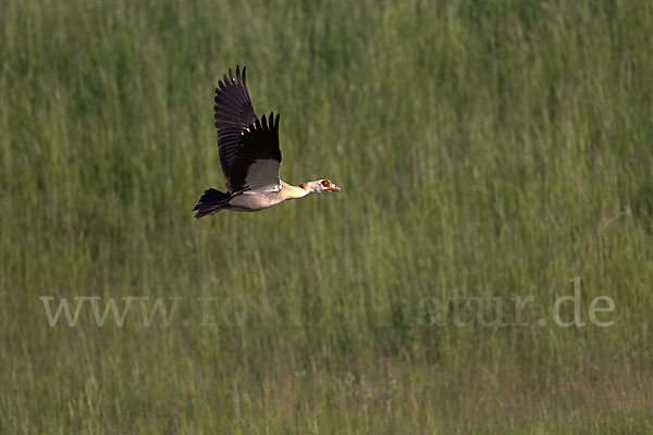 Nilgans (Alopochen aegyptiacus)