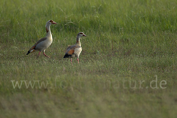 Nilgans (Alopochen aegyptiacus)