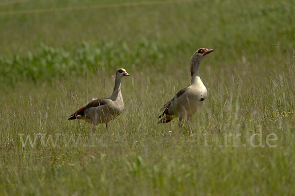 Nilgans (Alopochen aegyptiacus)