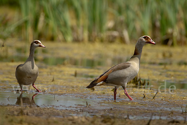 Nilgans (Alopochen aegyptiacus)