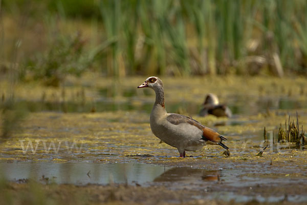 Nilgans (Alopochen aegyptiacus)