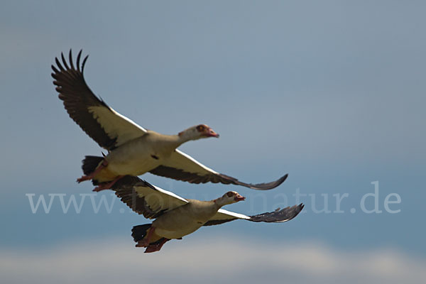 Nilgans (Alopochen aegyptiacus)