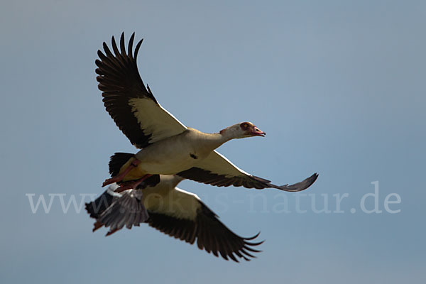 Nilgans (Alopochen aegyptiacus)