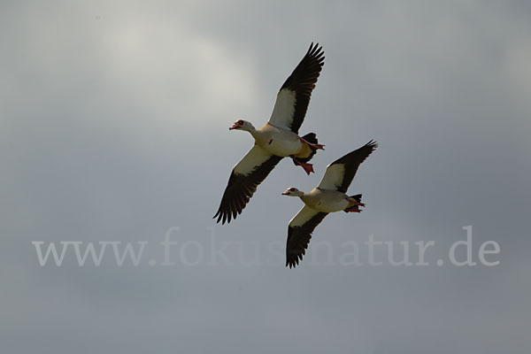 Nilgans (Alopochen aegyptiacus)