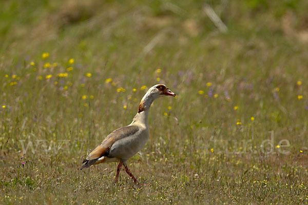 Nilgans (Alopochen aegyptiacus)