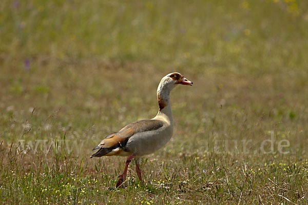 Nilgans (Alopochen aegyptiacus)