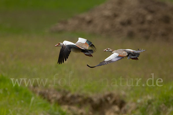 Nilgans (Alopochen aegyptiacus)