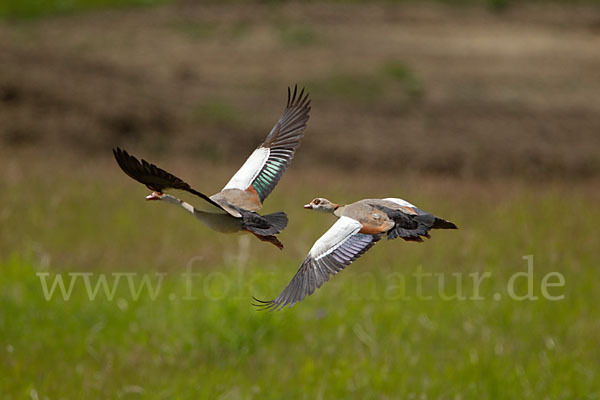 Nilgans (Alopochen aegyptiacus)