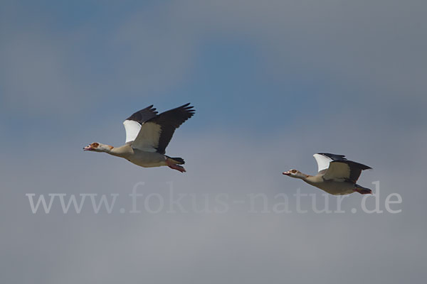 Nilgans (Alopochen aegyptiacus)