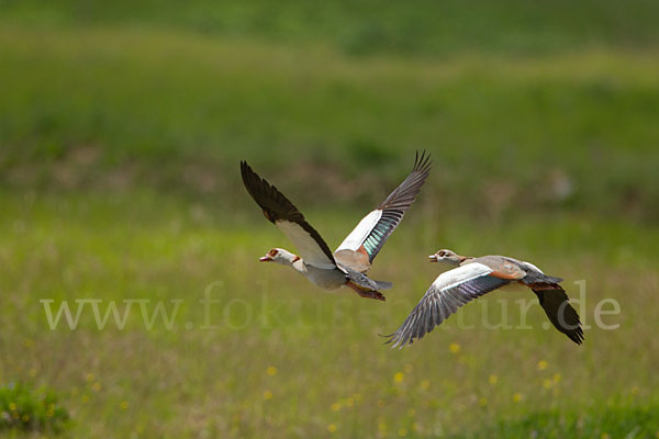 Nilgans (Alopochen aegyptiacus)