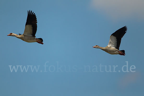 Nilgans (Alopochen aegyptiacus)