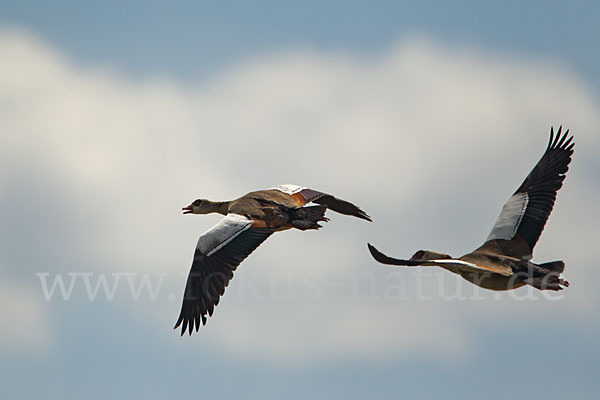 Nilgans (Alopochen aegyptiacus)