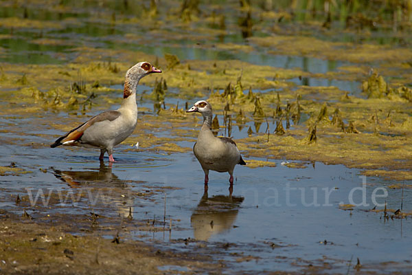 Nilgans (Alopochen aegyptiacus)