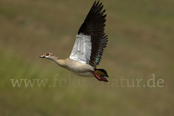 Nilgans (Alopochen aegyptiacus)