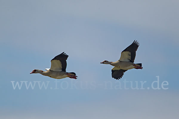 Nilgans (Alopochen aegyptiacus)