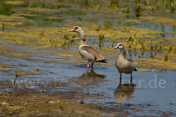 Nilgans (Alopochen aegyptiacus)