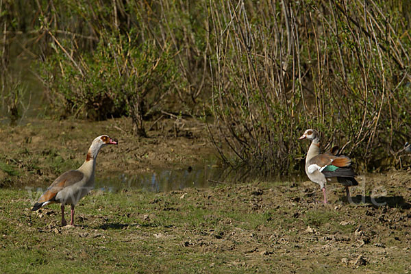 Nilgans (Alopochen aegyptiacus)