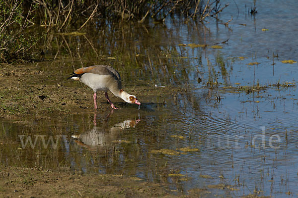 Nilgans (Alopochen aegyptiacus)