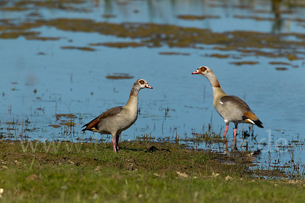 Nilgans (Alopochen aegyptiacus)