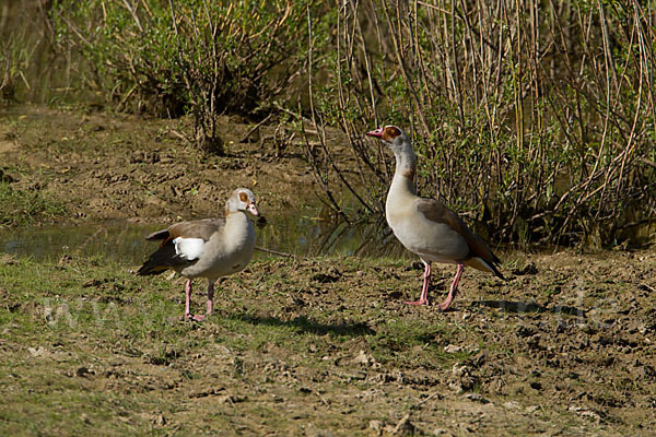 Nilgans (Alopochen aegyptiacus)