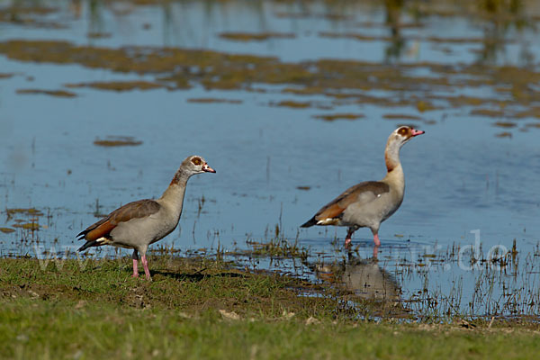 Nilgans (Alopochen aegyptiacus)