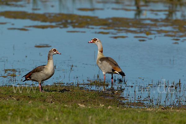 Nilgans (Alopochen aegyptiacus)