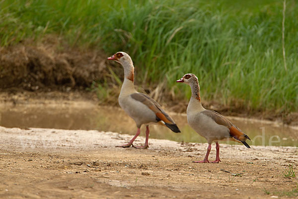 Nilgans (Alopochen aegyptiacus)