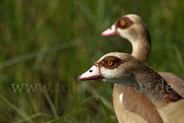 Nilgans (Alopochen aegyptiacus)