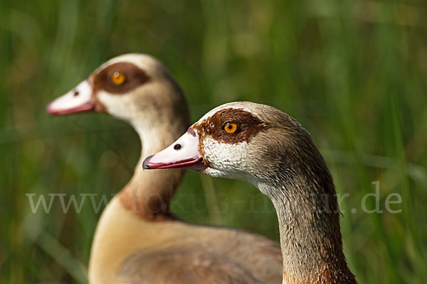 Nilgans (Alopochen aegyptiacus)