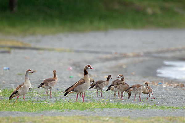 Nilgans (Alopochen aegyptiacus)