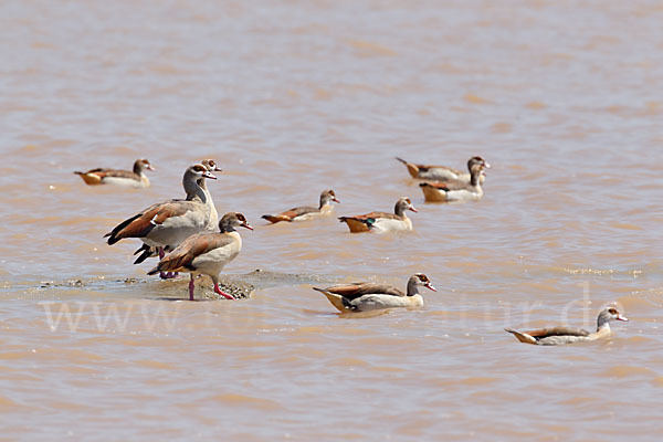 Nilgans (Alopochen aegyptiacus)