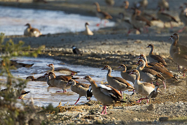 Nilgans (Alopochen aegyptiacus)