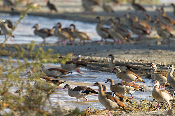 Nilgans (Alopochen aegyptiacus)